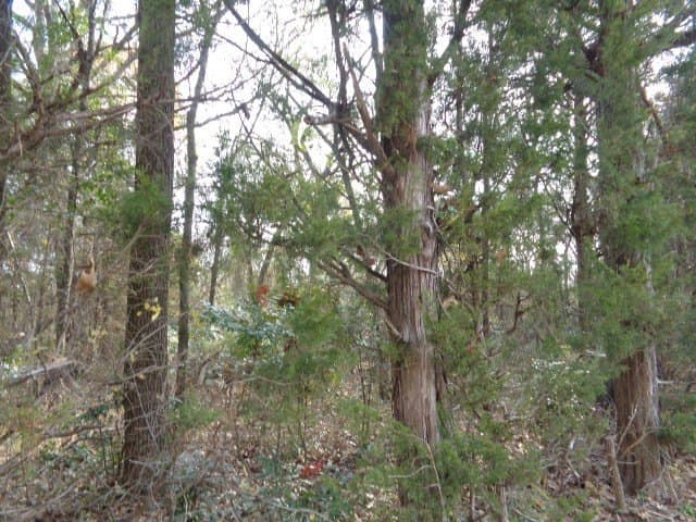 6.74 acres in Wood County - photo 6