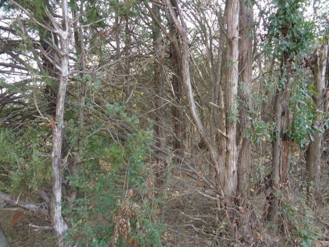 6.74 acres in Wood County gallery image 2