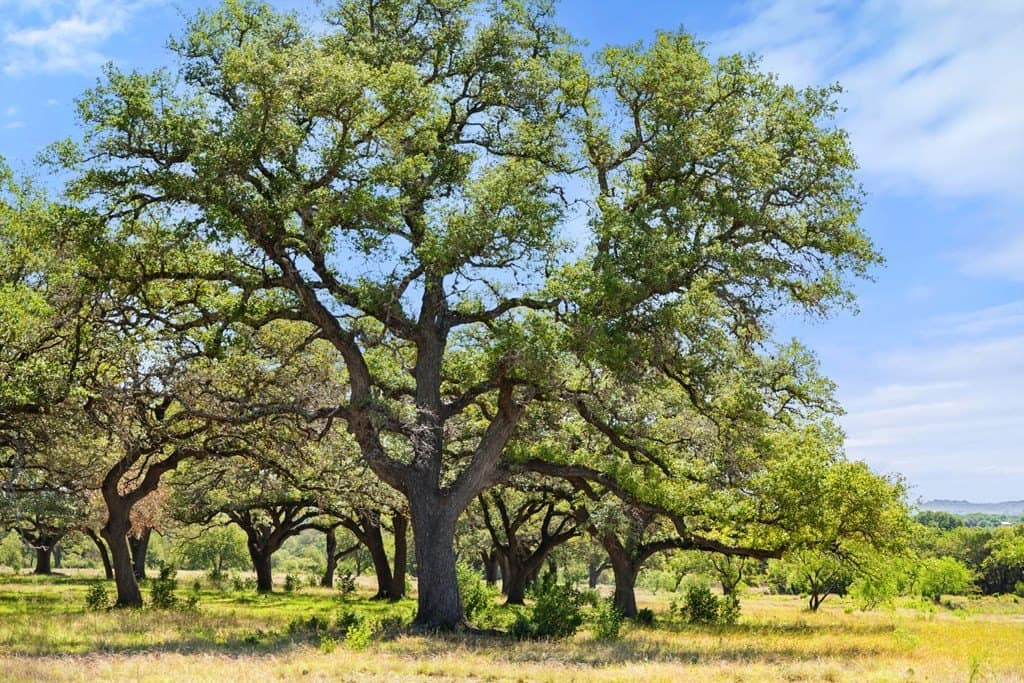 69 acres in Blanco County featured view