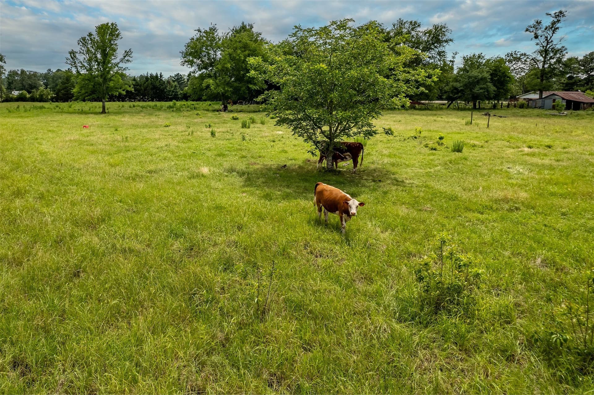 31.2 acres in Wood County - photo 35