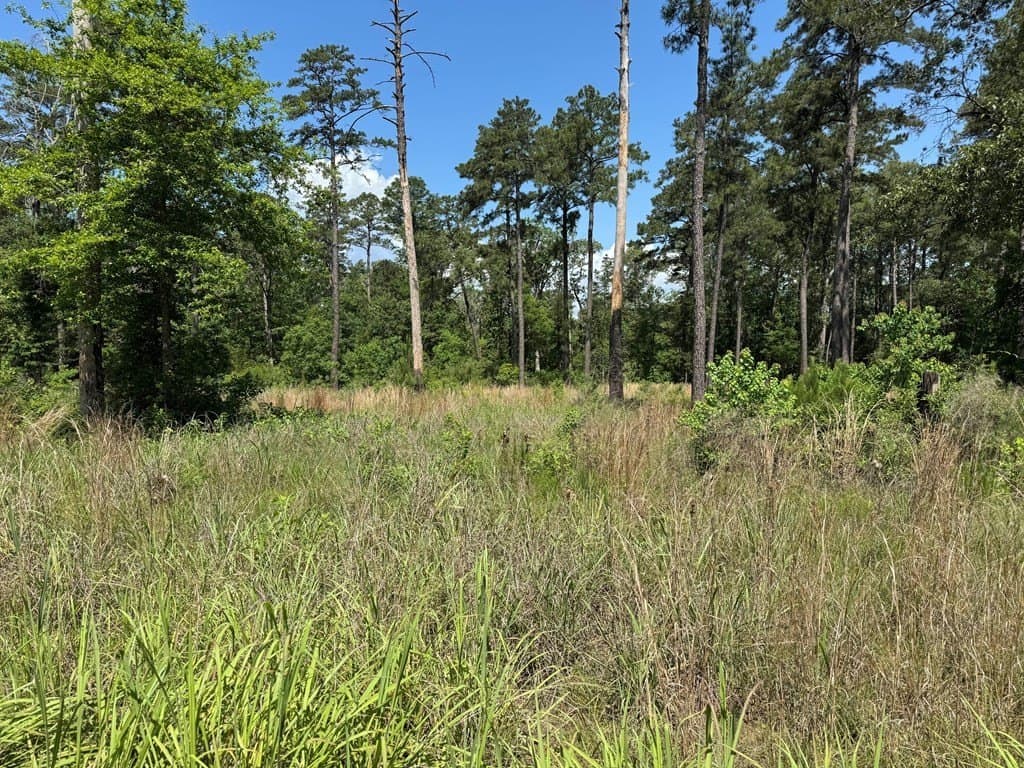 1.4 acres in Texas County gallery image 4