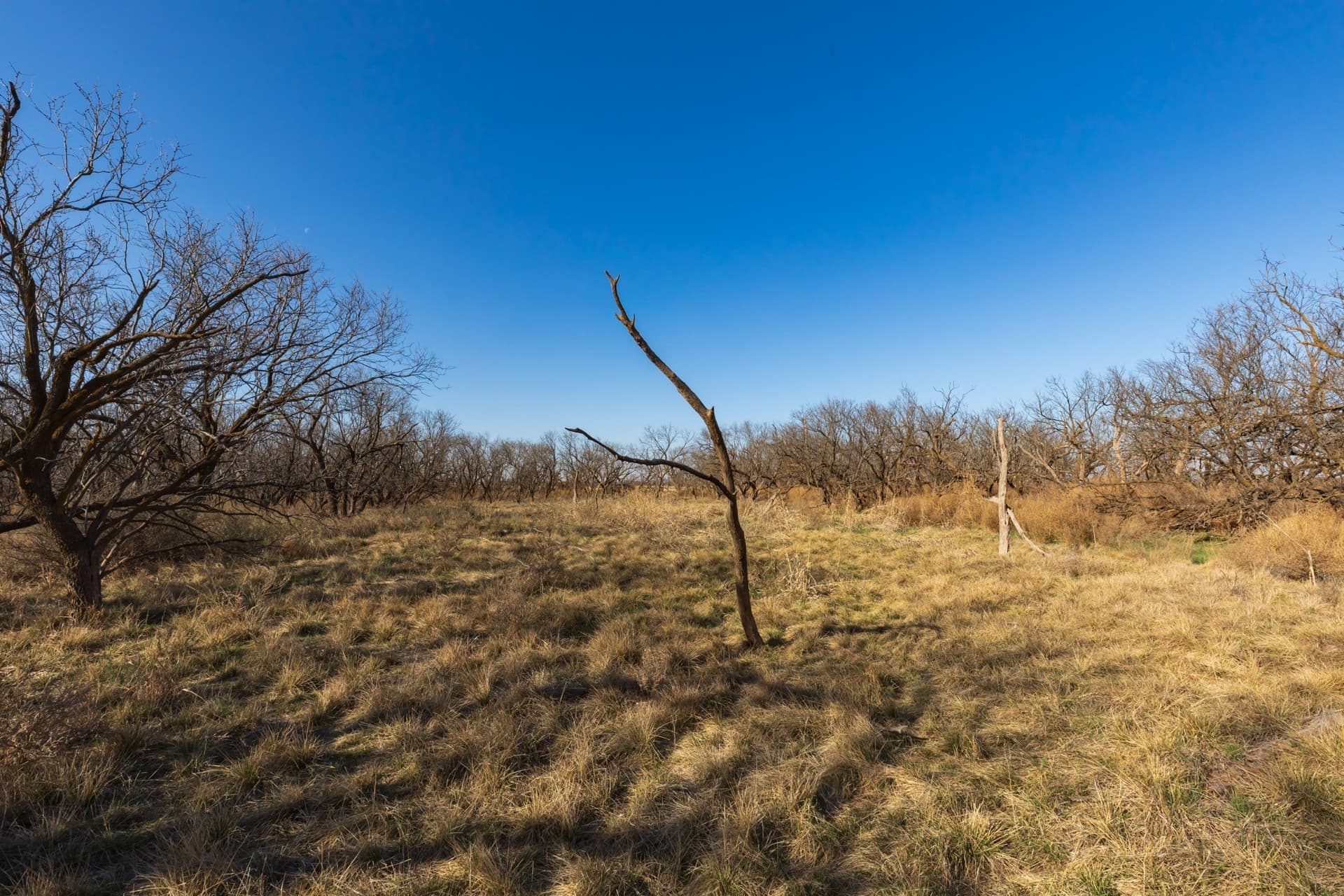 182.1 acres in Fisher County - photo 22
