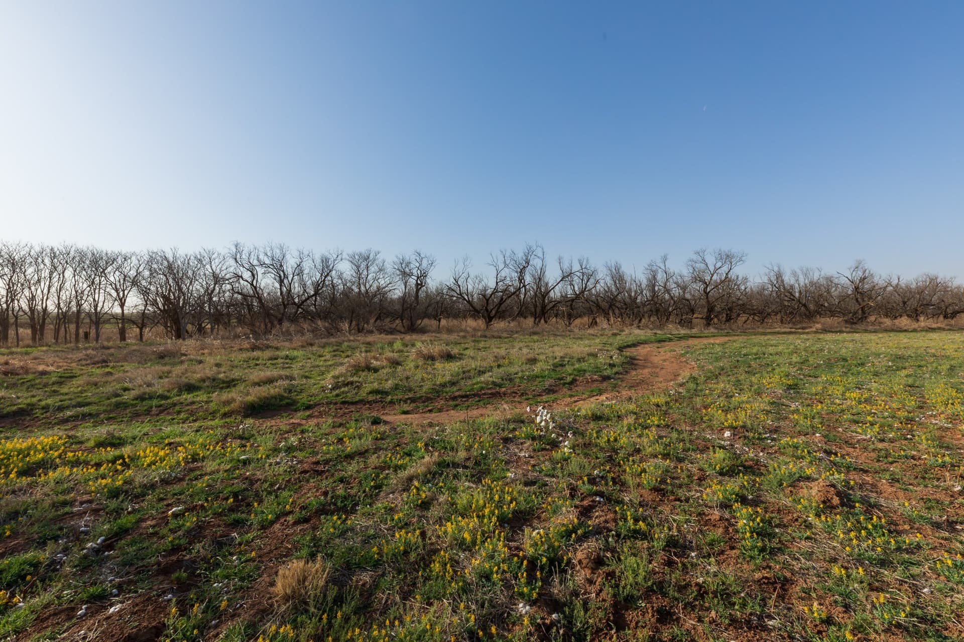 182.1 acres in Fisher County - photo 13