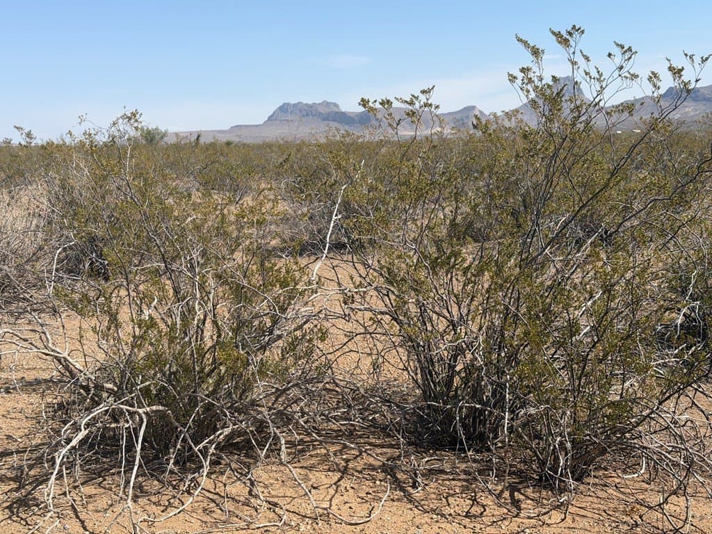 5 acres in Brewster County gallery image 4