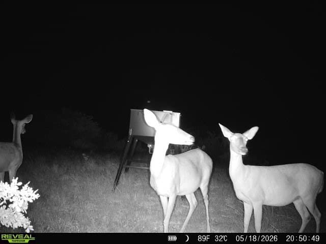 36 acres in Live Oak County gallery image 4