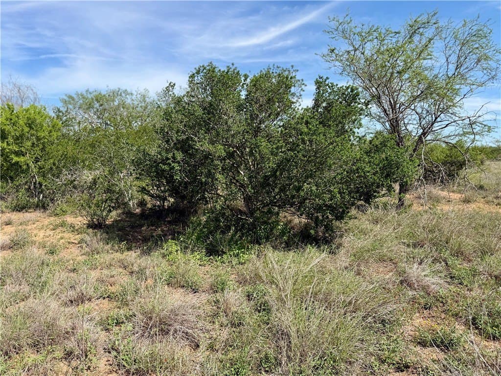 36 acres in Live Oak County gallery image 3