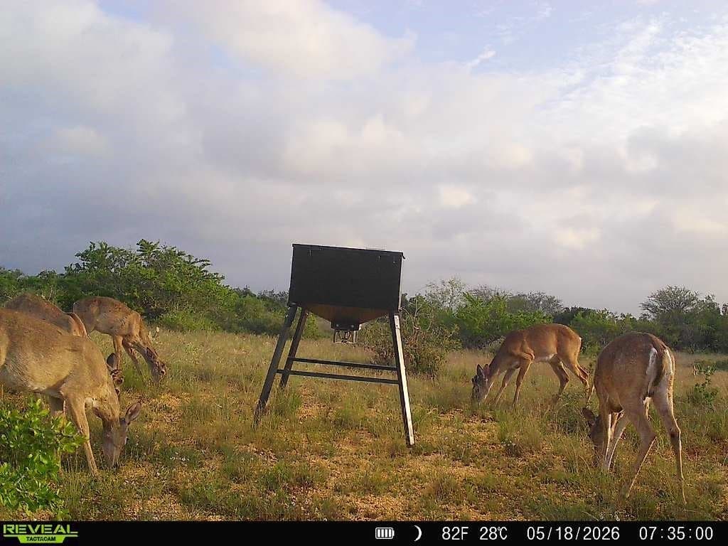 36 acres in Live Oak County gallery image 2