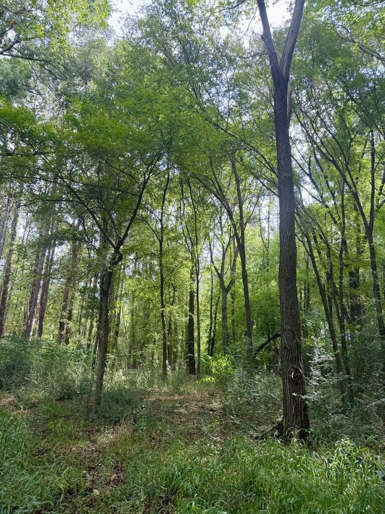 1.76 acres in Henderson County - photo 4