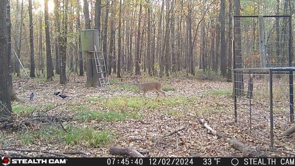 42 acres in Red River (TX) County - photo 9