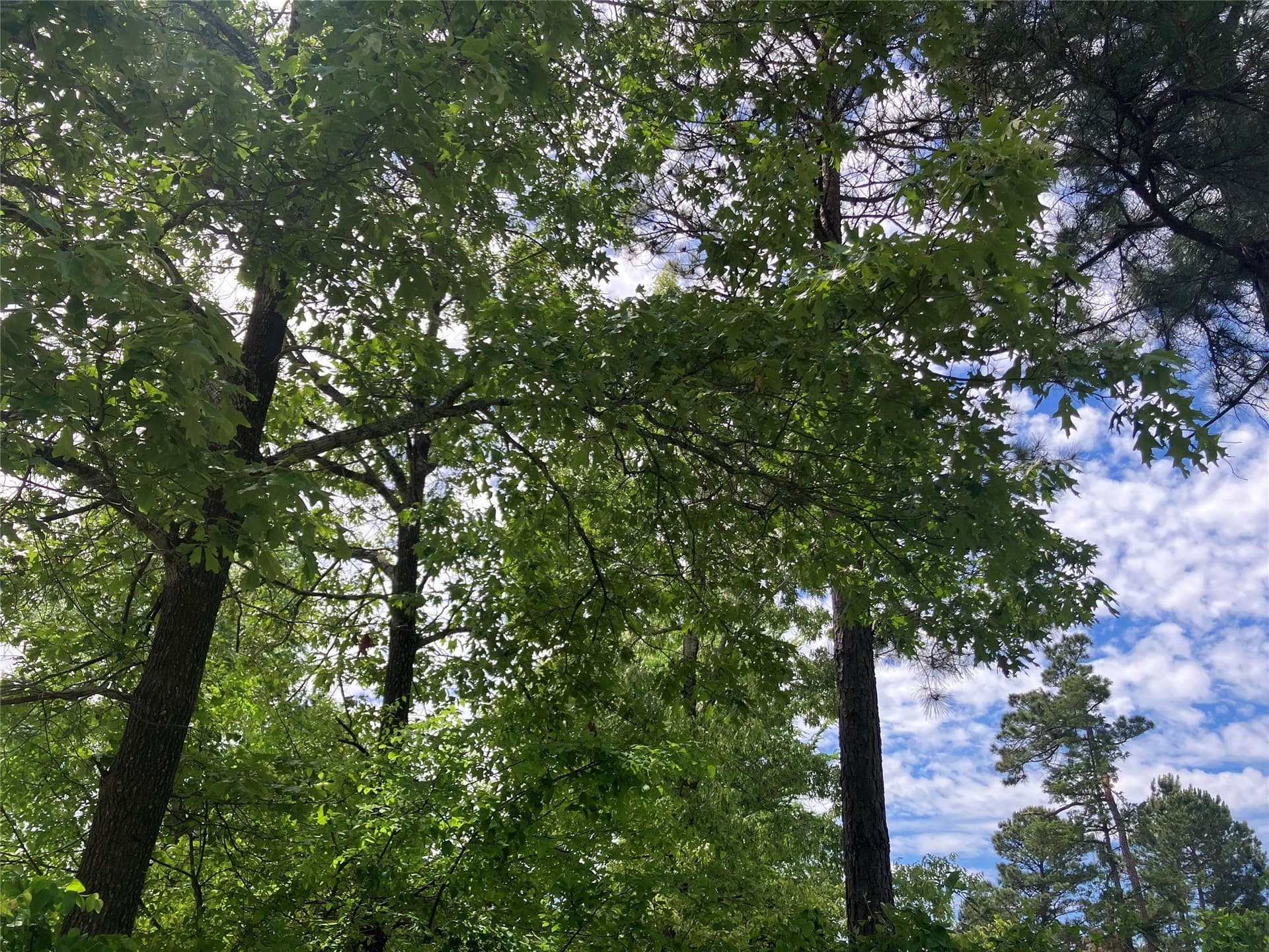 3.19 acres in Smith County - photo 5