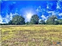 11.61 acres in Caldwell County gallery image 2