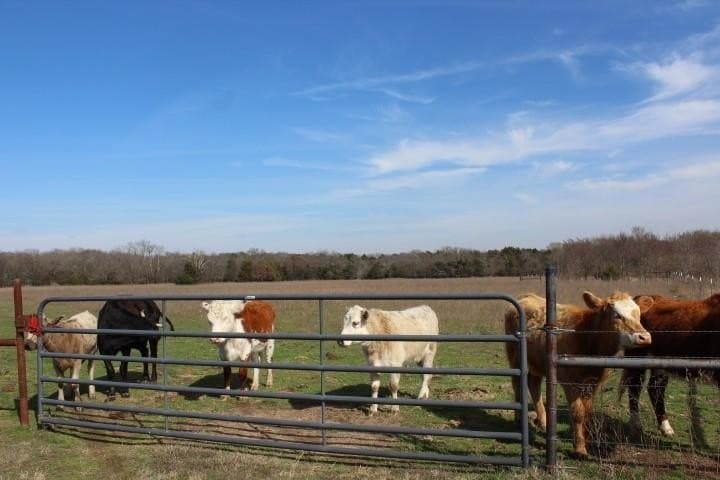 14.28 acres in Rains County