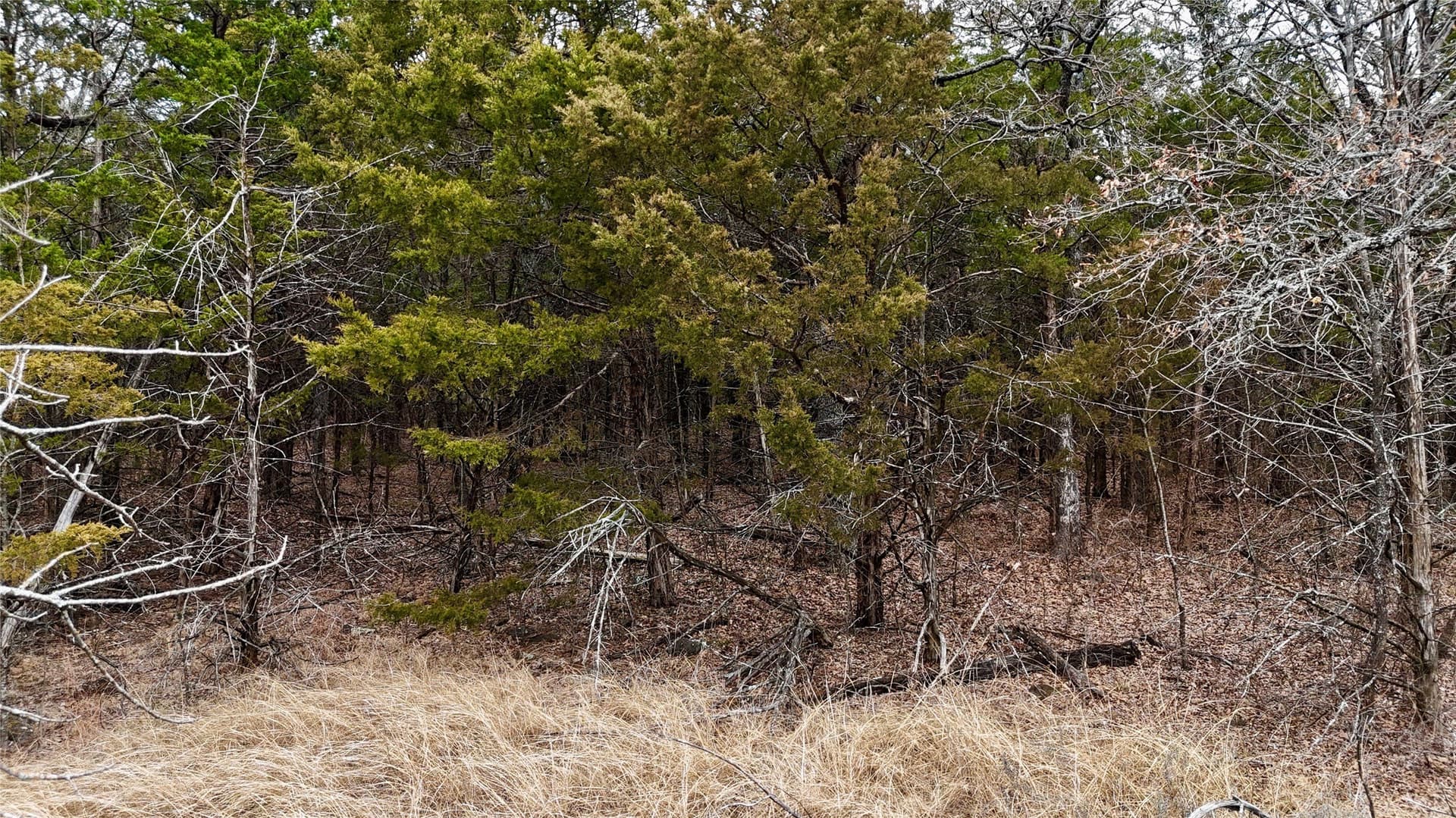 88 acres in Cooke County - photo 37
