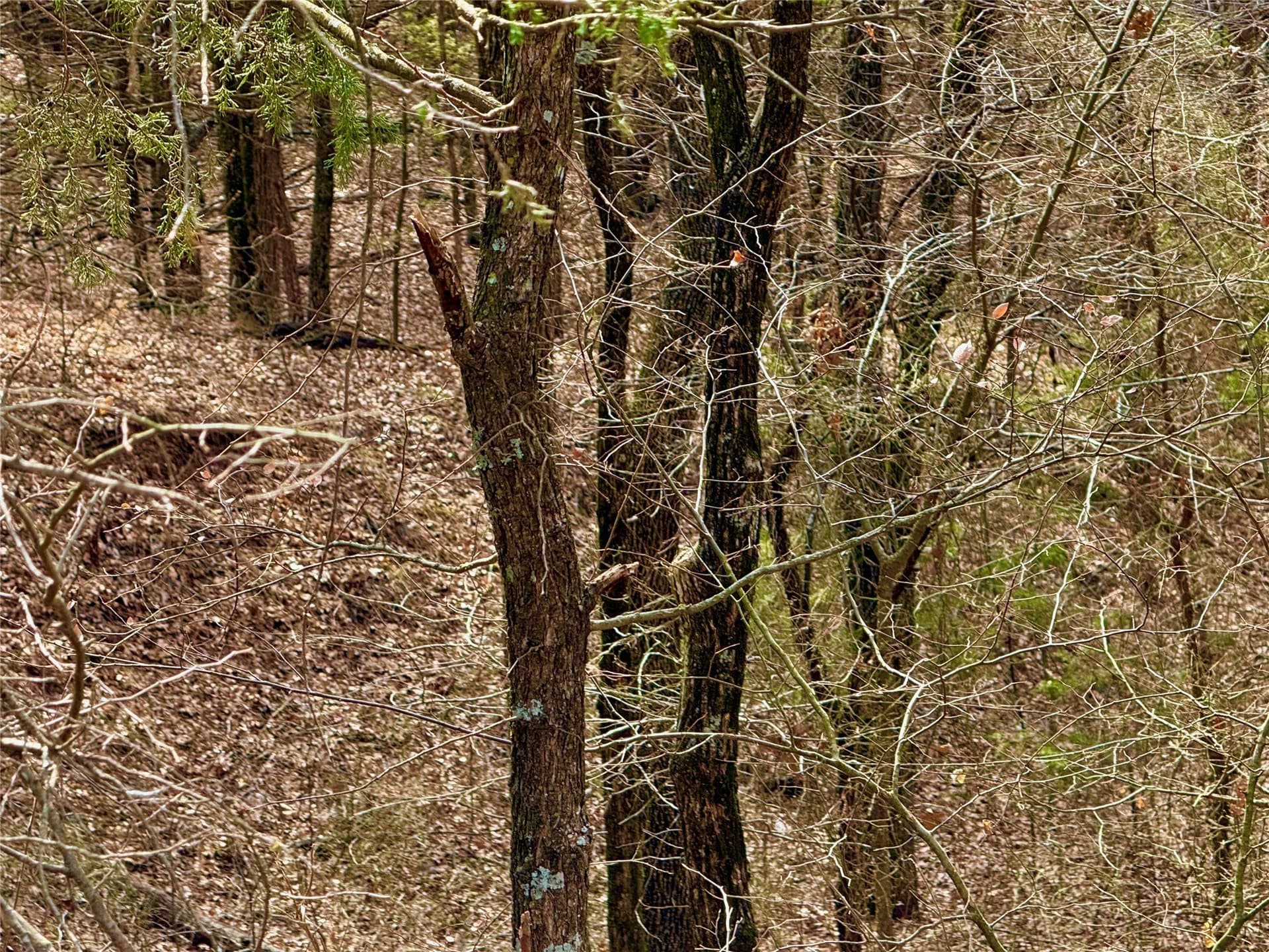 88 acres in Cooke County gallery image 4