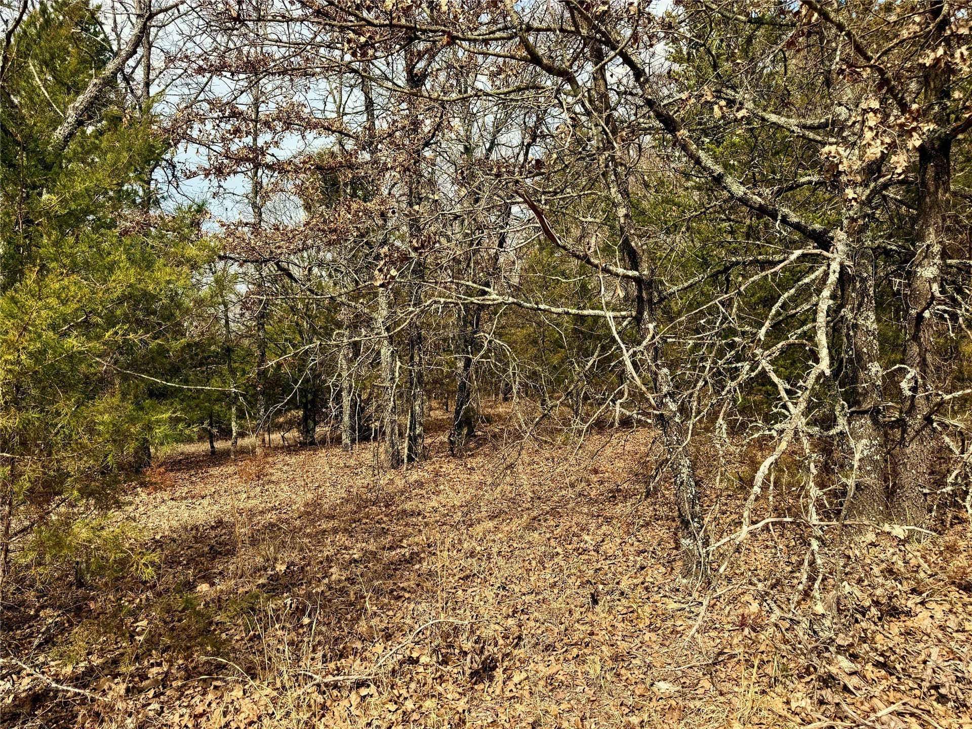 88 acres in Cooke County gallery image 2