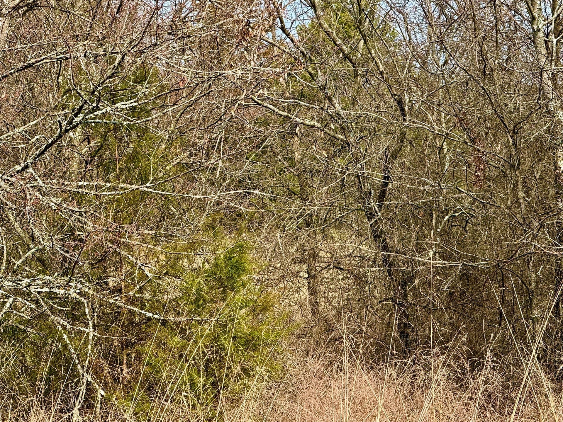 88 acres in Cooke County featured view