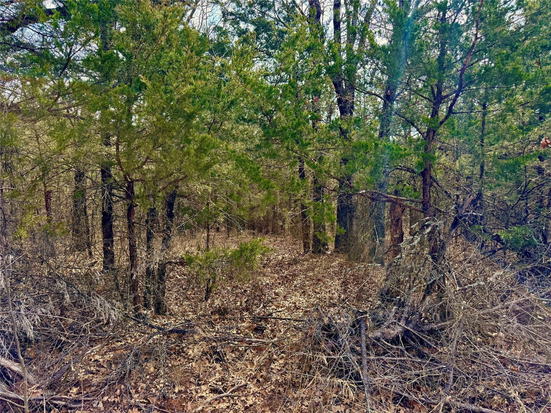 88 acres in Cooke County gallery image 3
