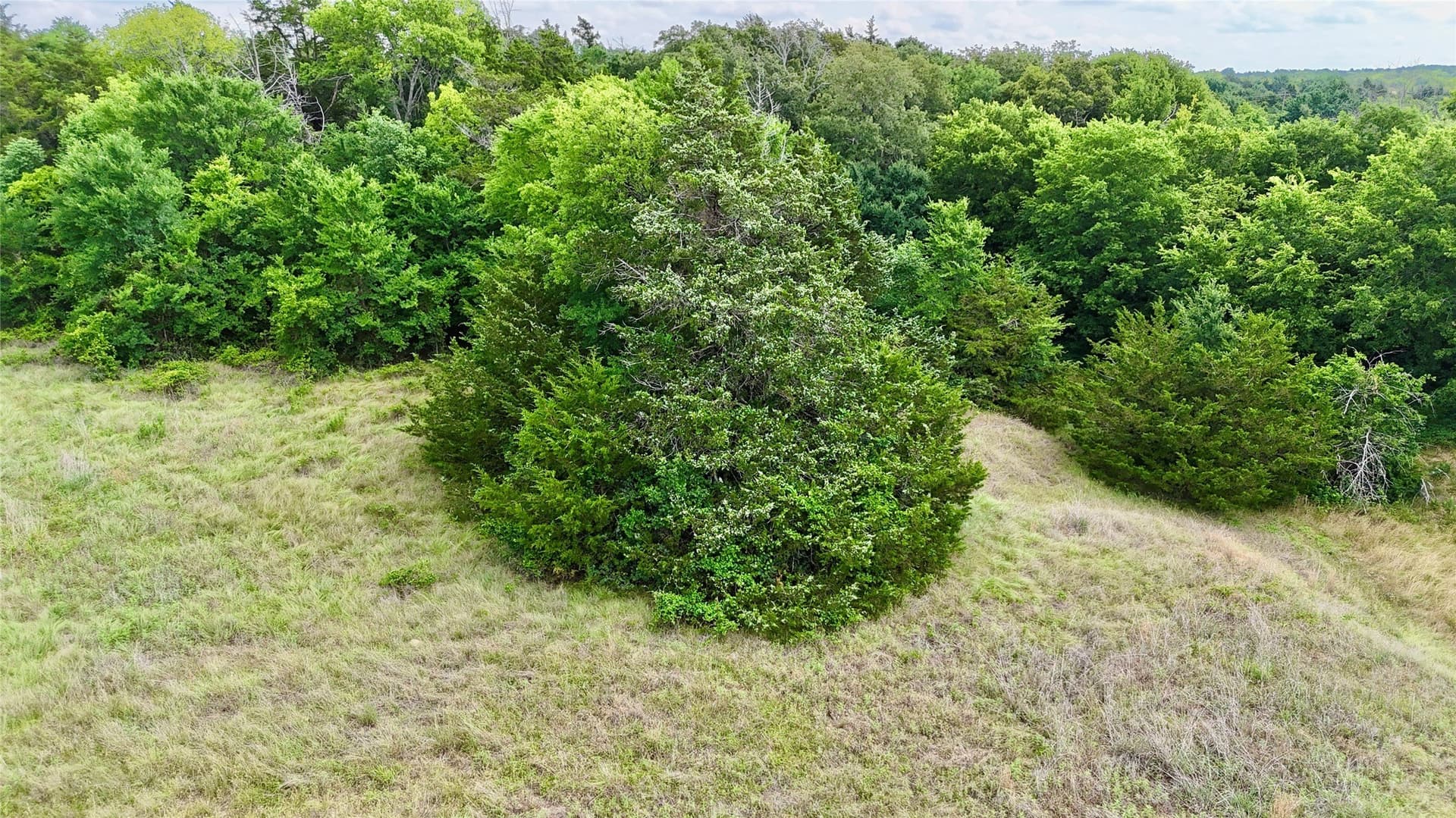 88 acres in Cooke County - photo 5