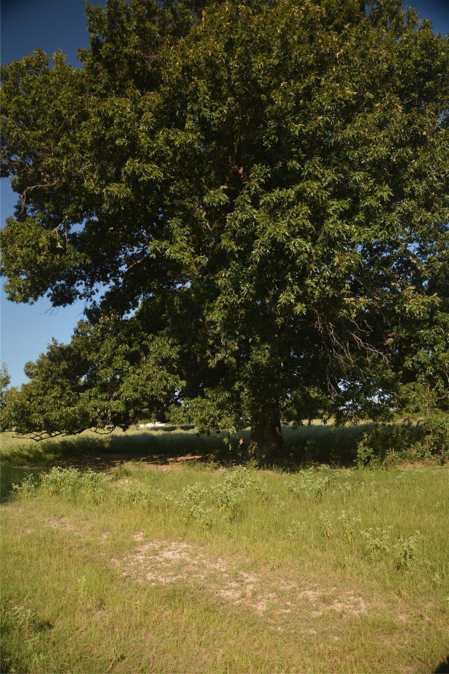 40.5 acres in Van Zandt County - photo 12