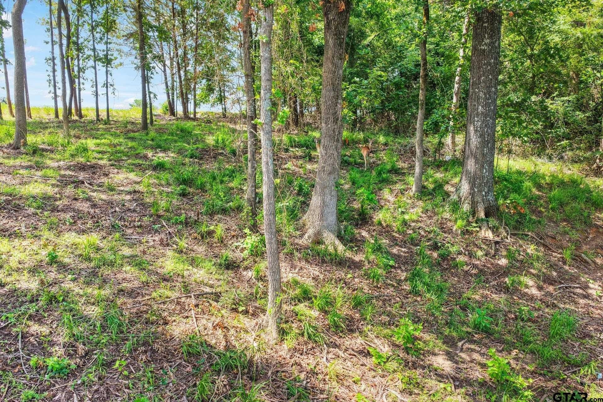 1.13 acres in Titus County - photo 11