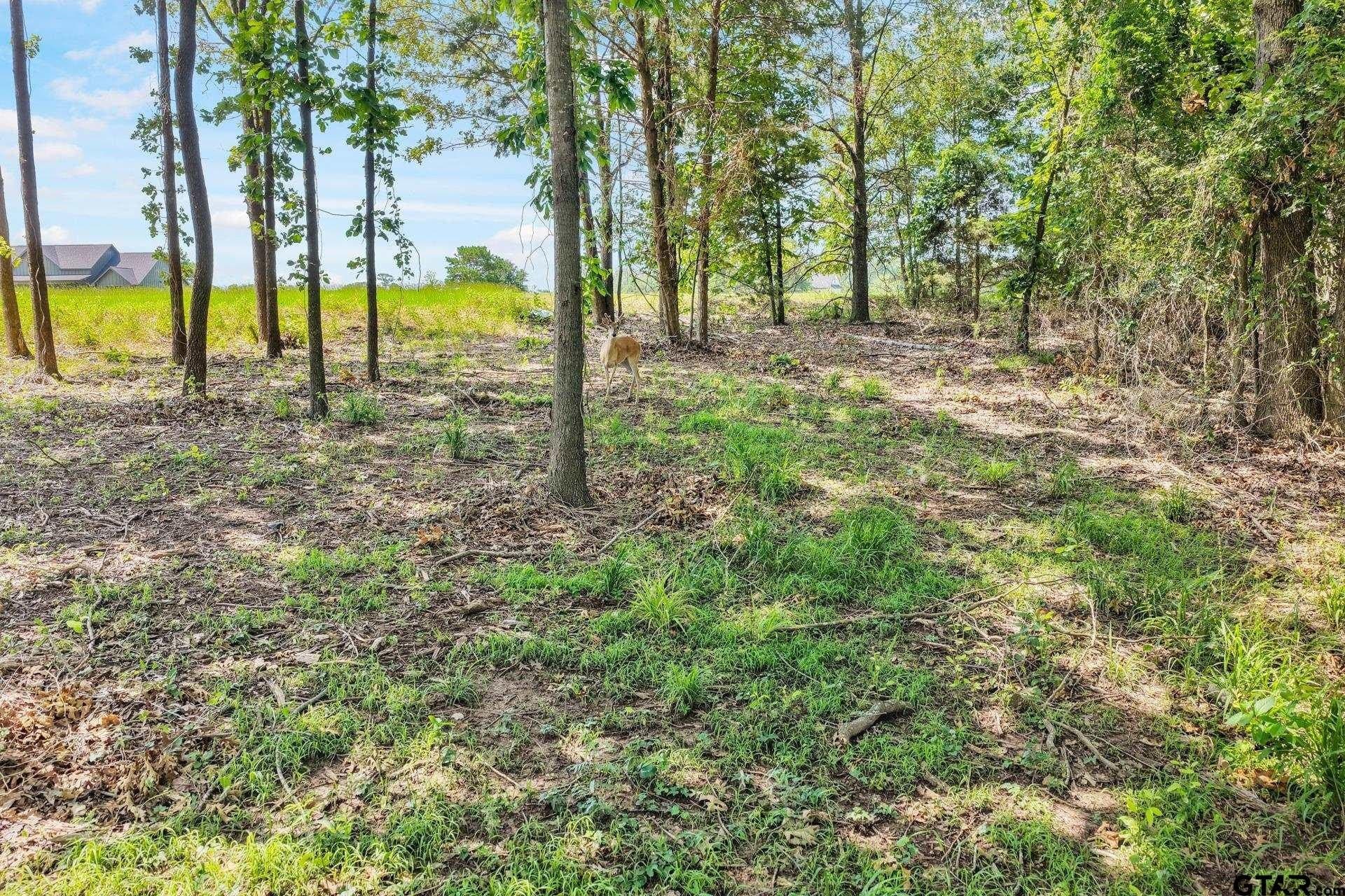1.13 acres in Titus County - photo 13