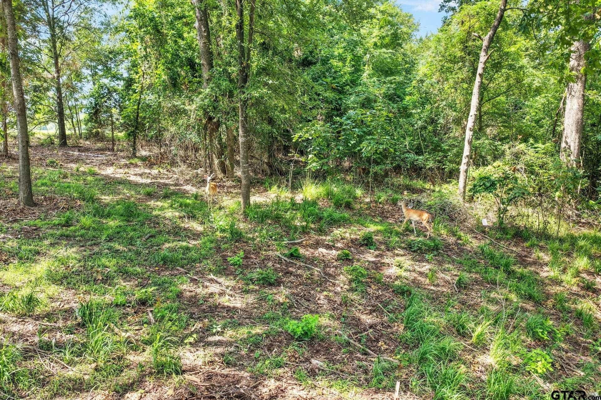 1.13 acres in Titus County - photo 12