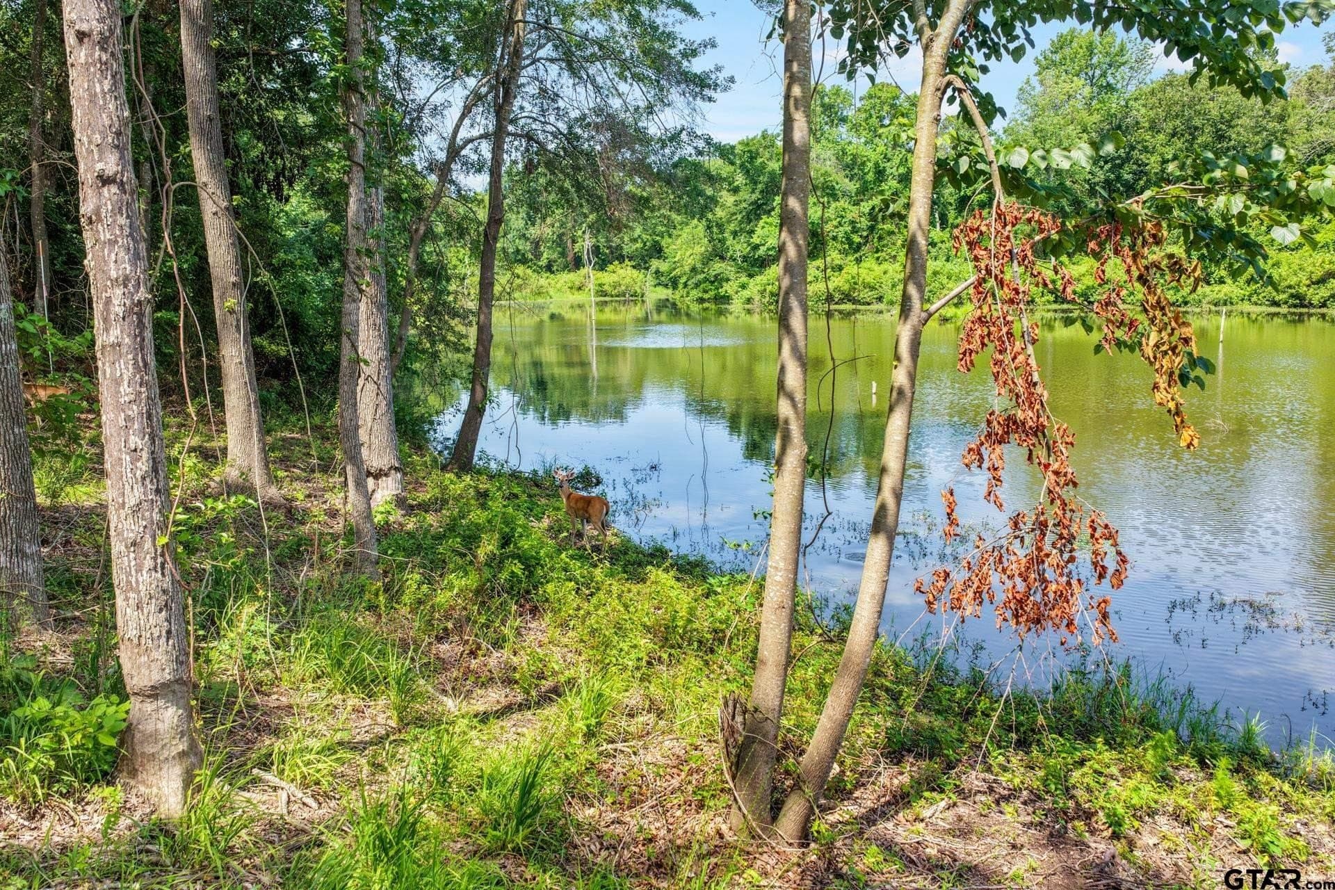1.13 acres in Titus County - photo 9
