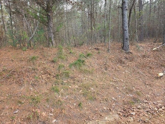 7.85 acres in Rusk County gallery image 4