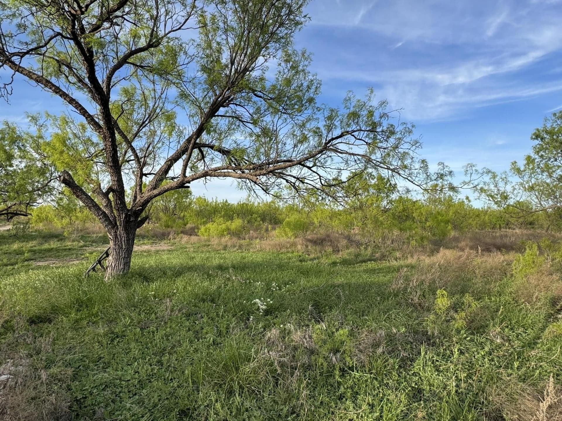 12 acres in Tom Green County gallery image 3