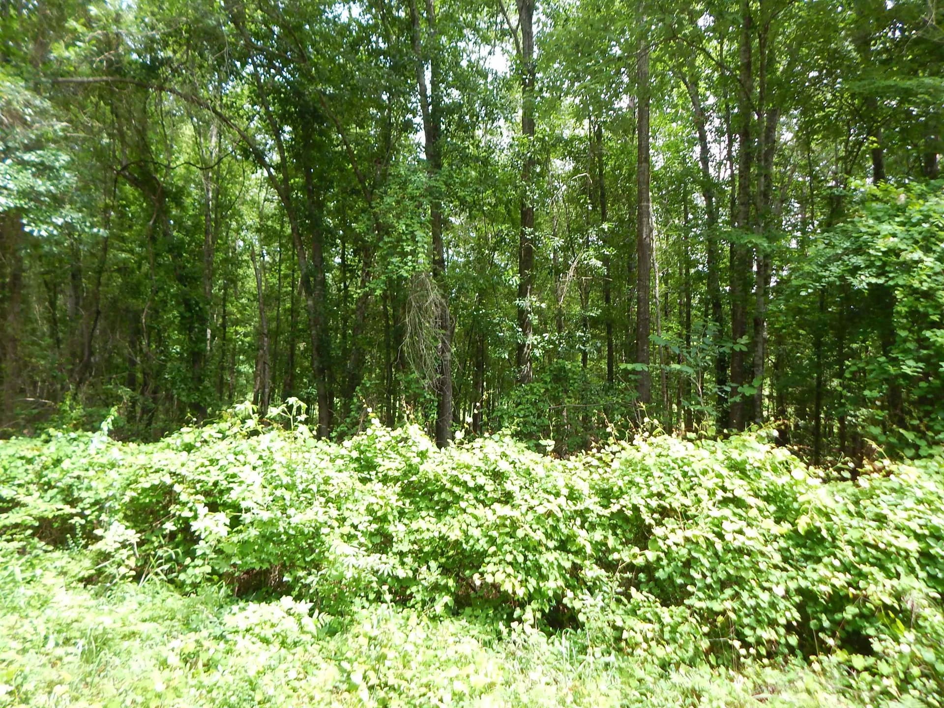 15 acres in Upshur County - photo 8