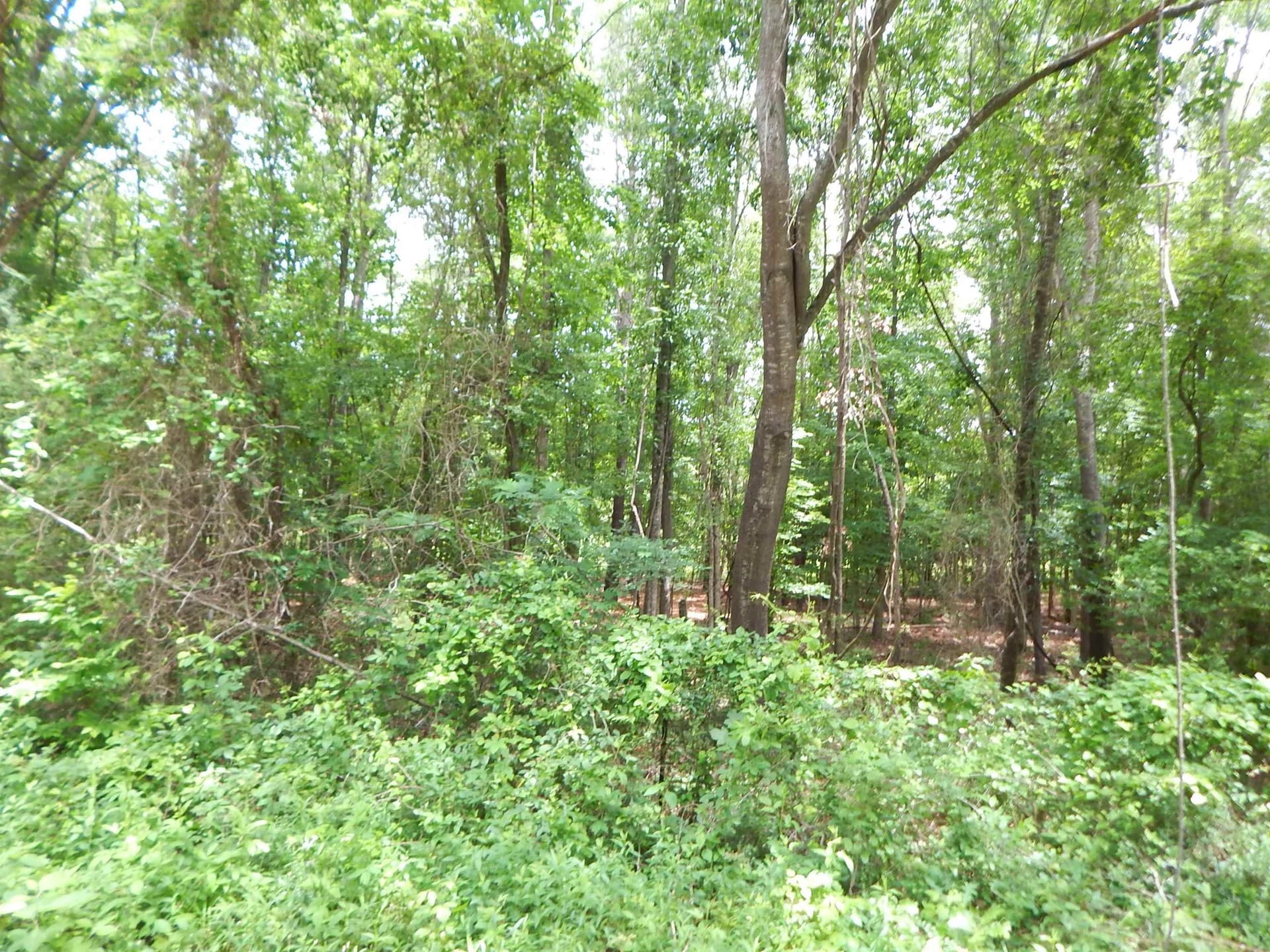 15 acres in Upshur County - photo 9