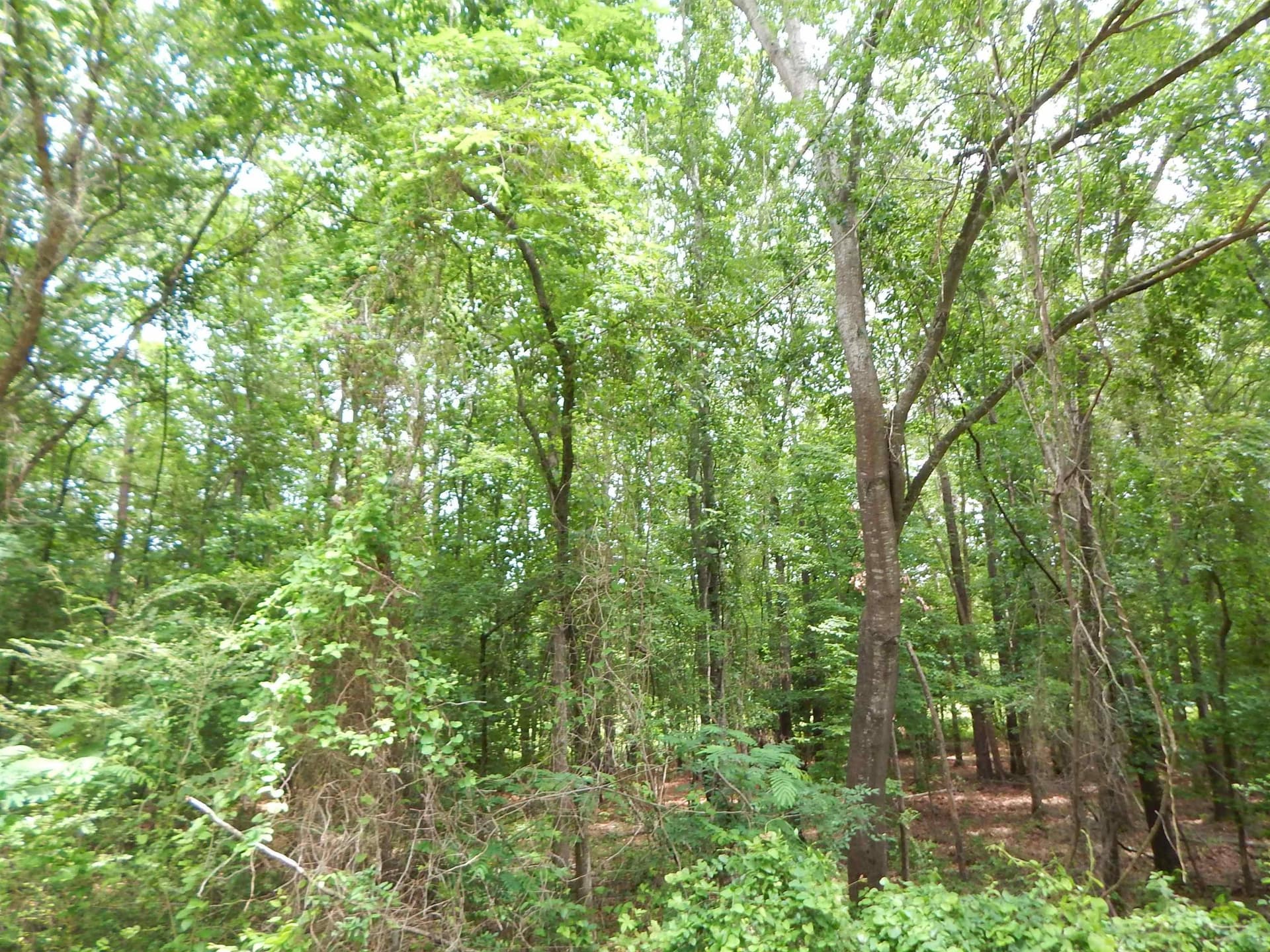 15 acres in Upshur County - photo 11