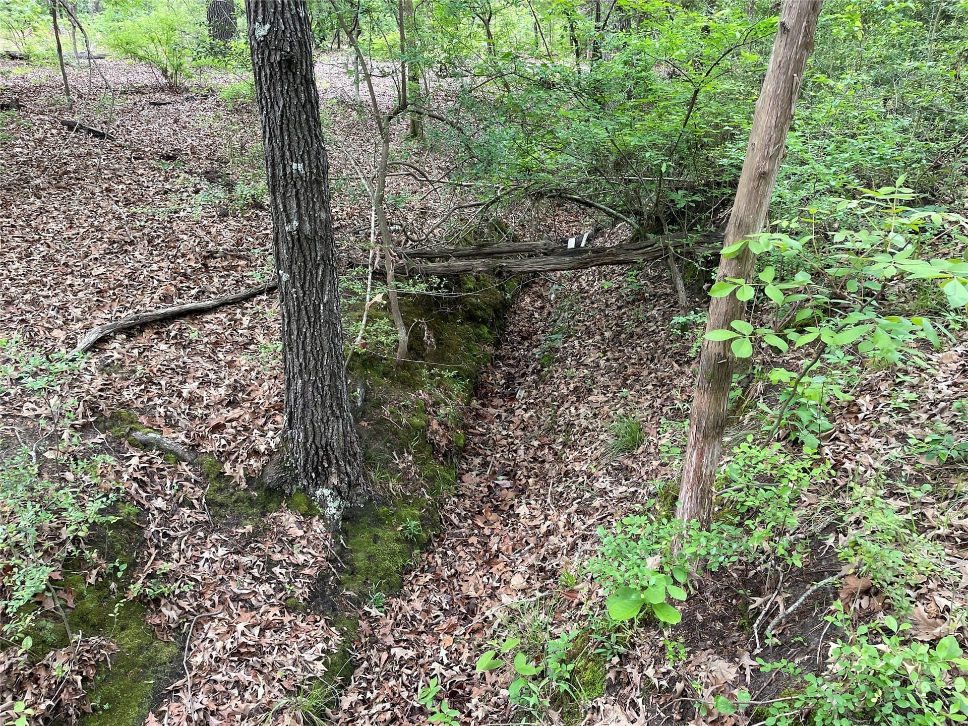 12.05 acres in Henderson County - photo 14