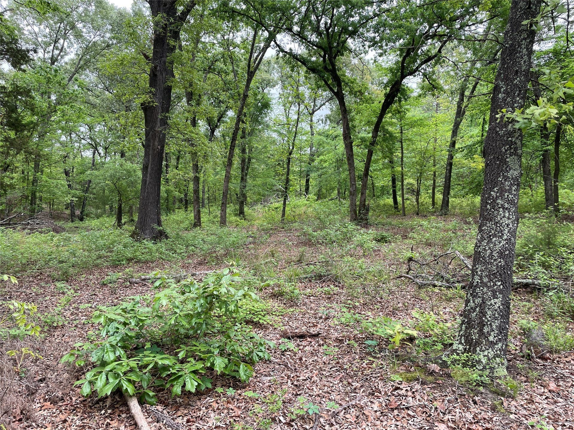 12.05 acres in Henderson County - photo 7