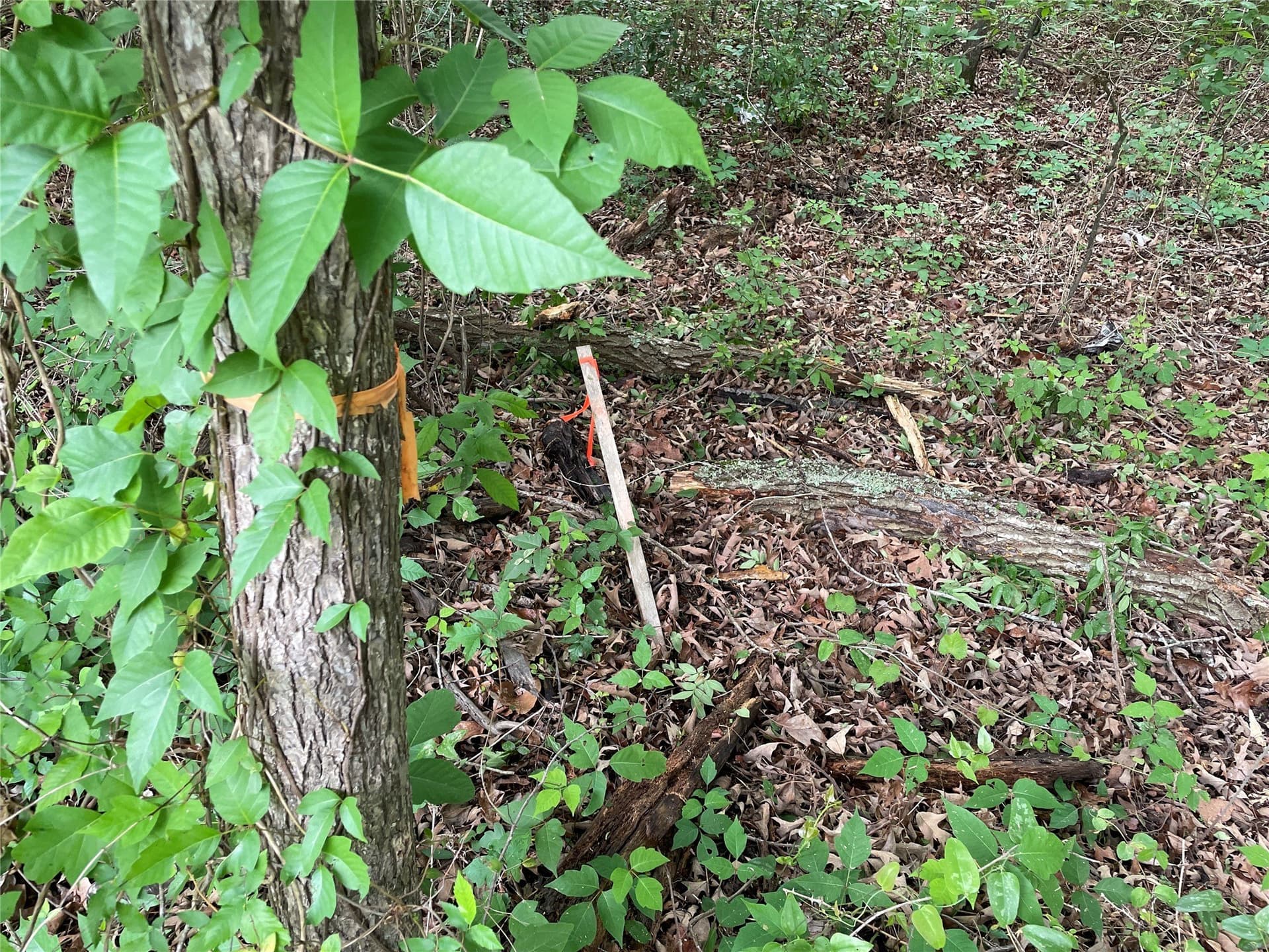 12.05 acres in Henderson County - photo 17