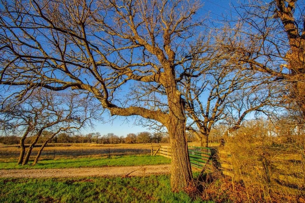 49.54 acres in Montague County featured view