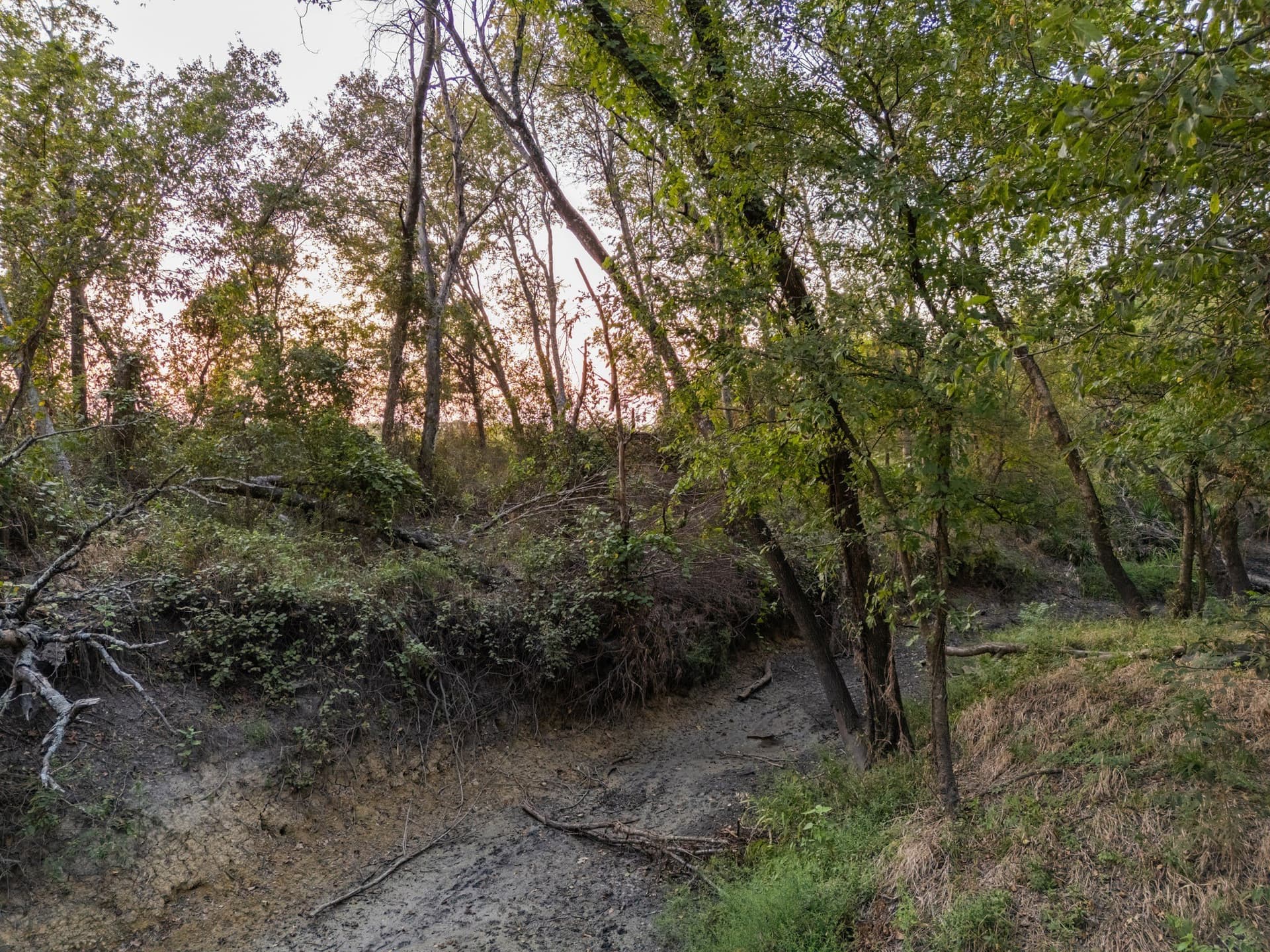 79.09 acres in Limestone County gallery image 2