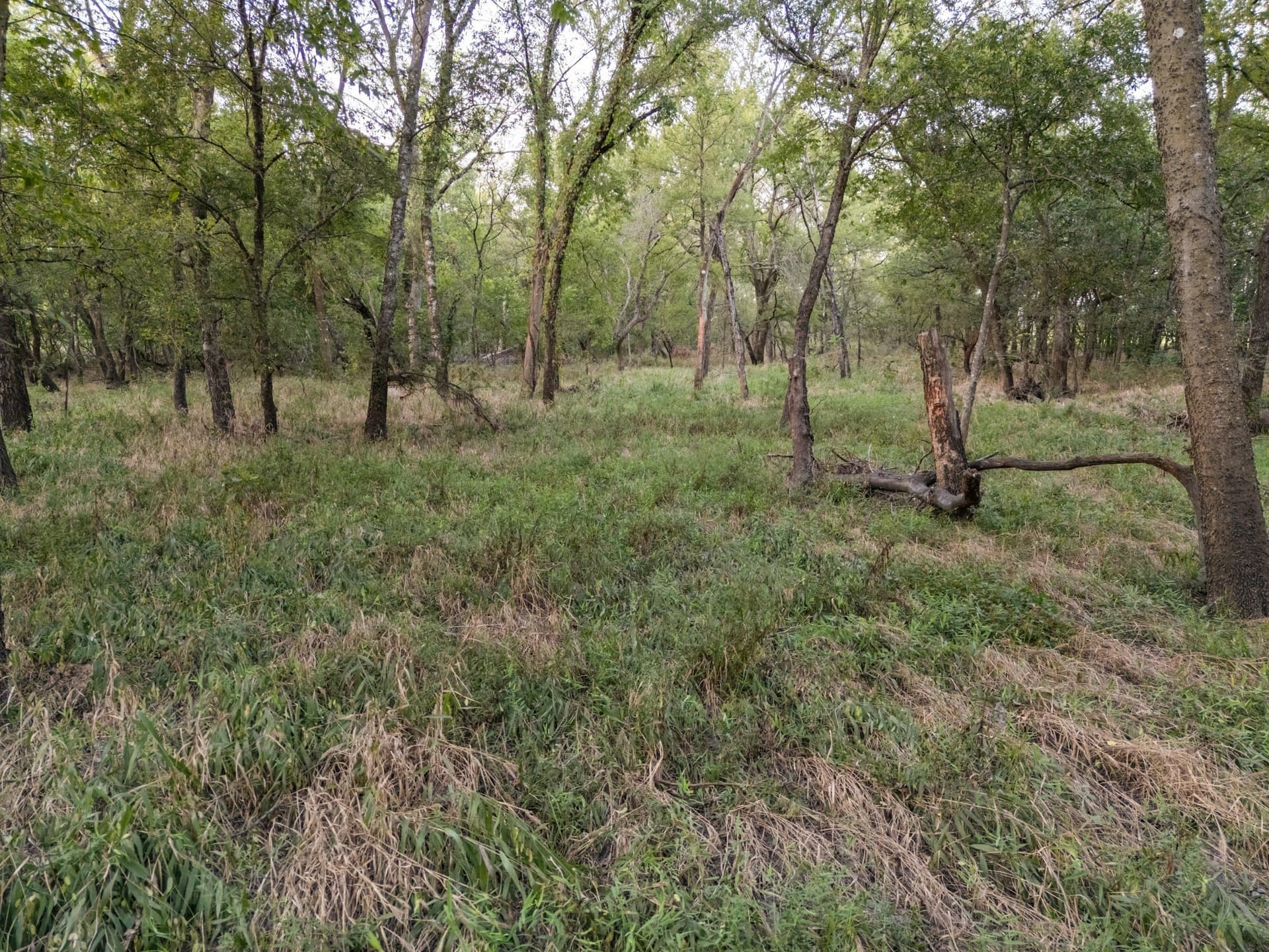 79.09 acres in Limestone County gallery image 4