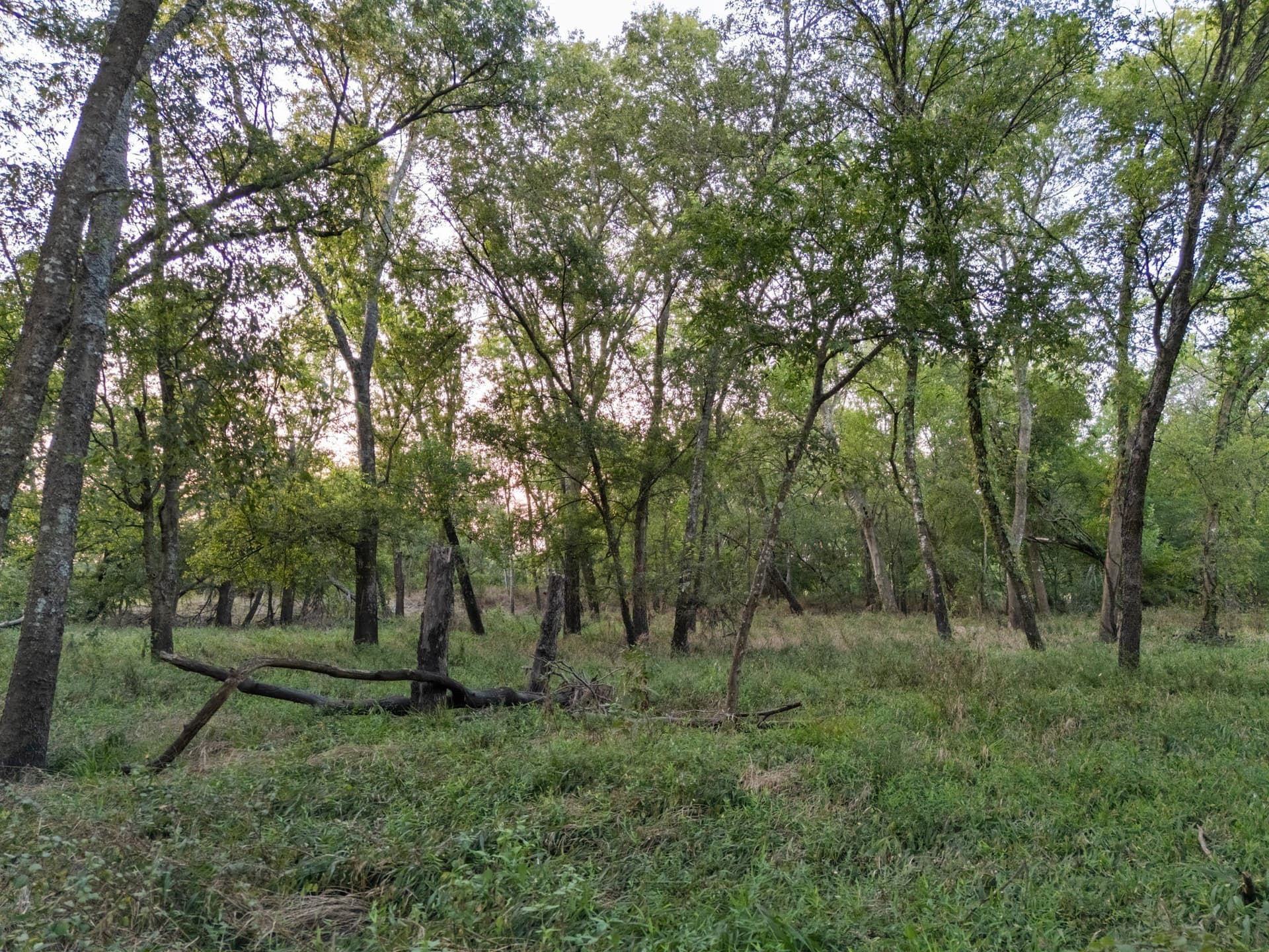 79.09 acres in Limestone County featured view
