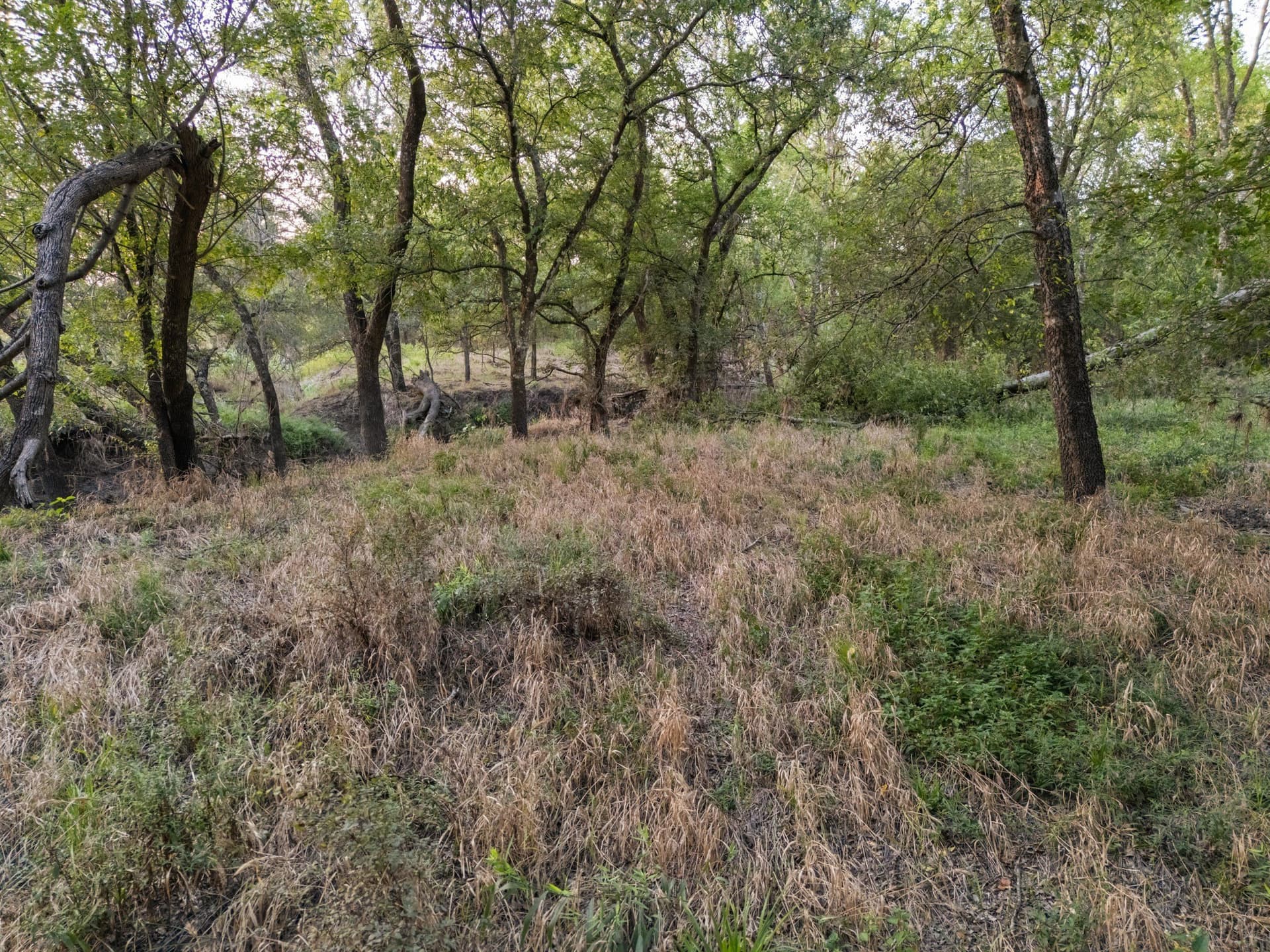 79.09 acres in Limestone County gallery image 3