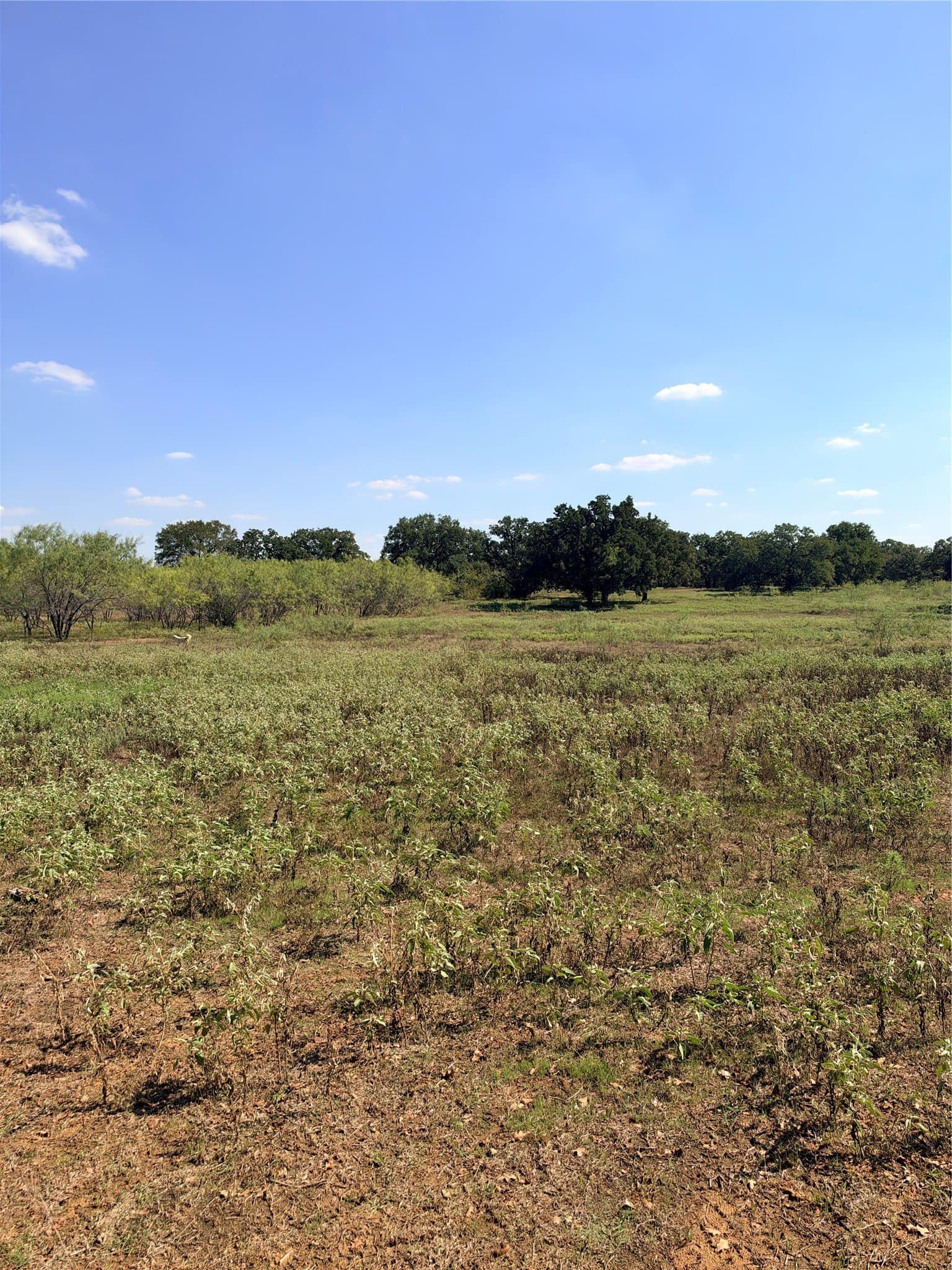 10 acres in Johnson County - photo 6