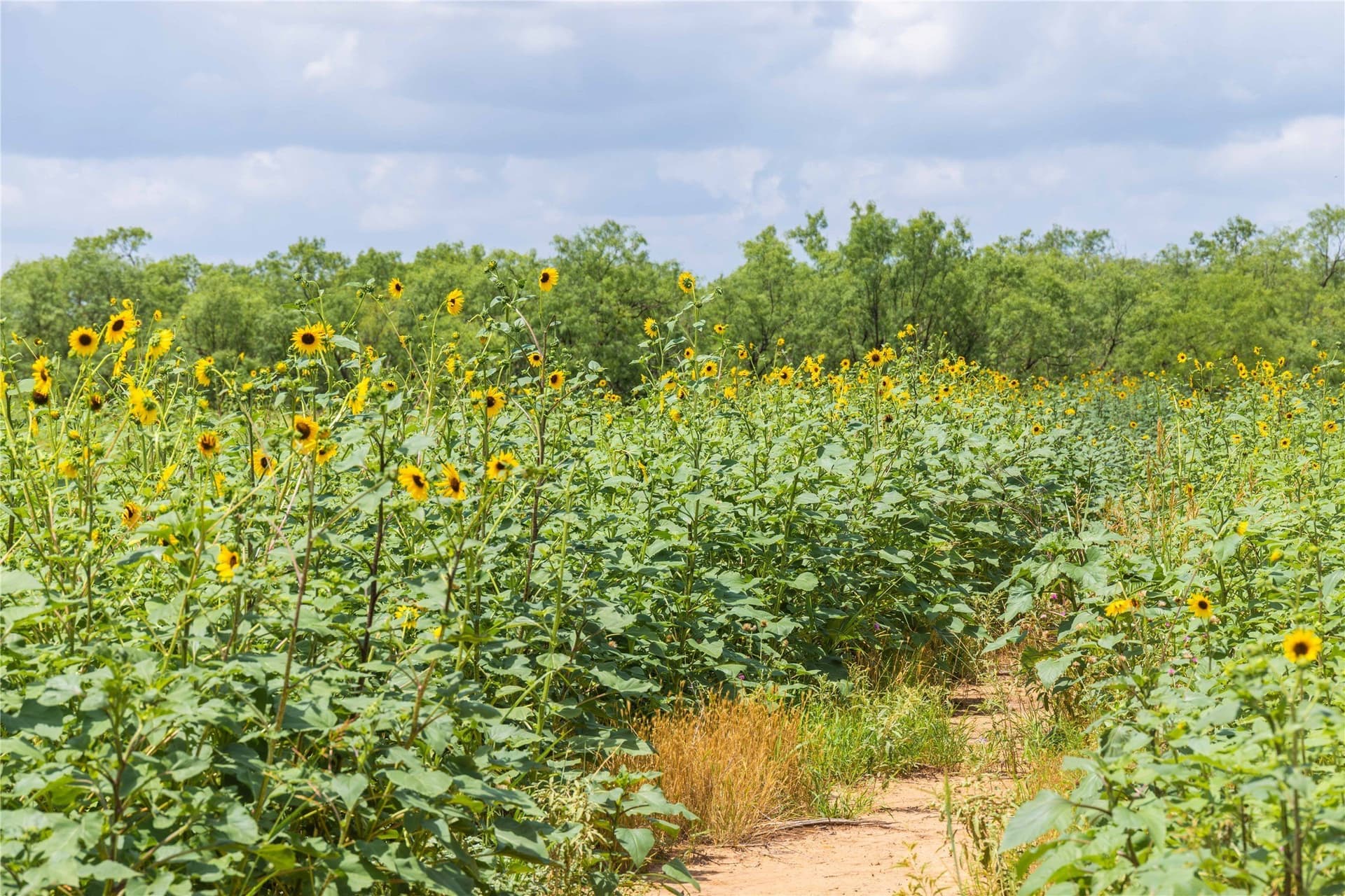 150.18 acres in Runnels County - photo 16