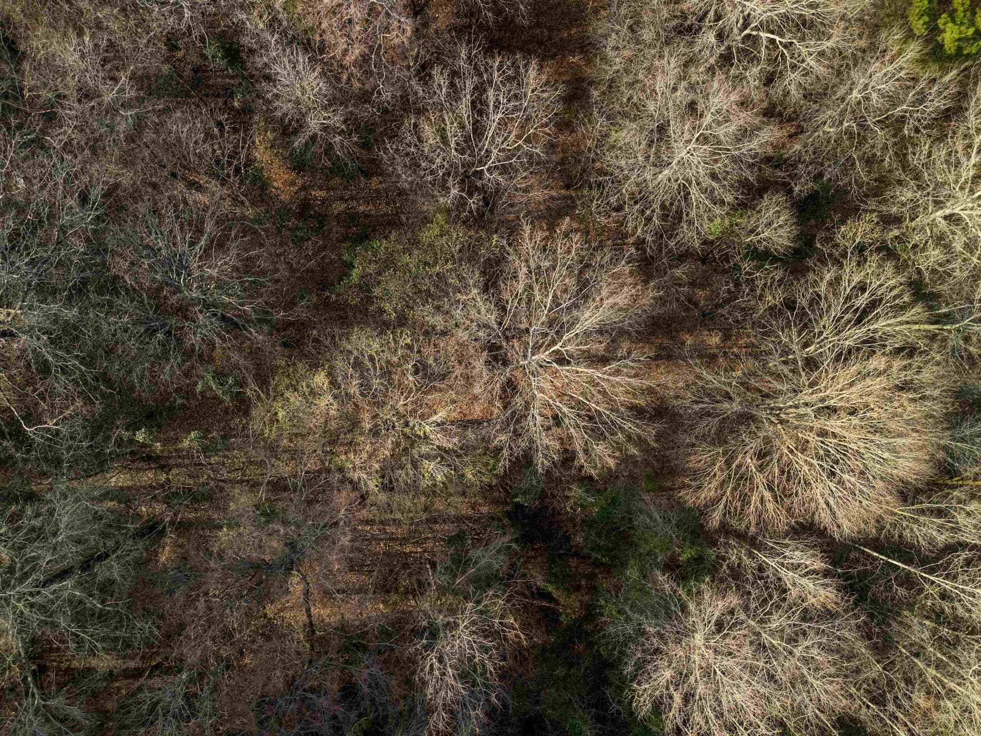 10 acres in Gregg County - photo 20