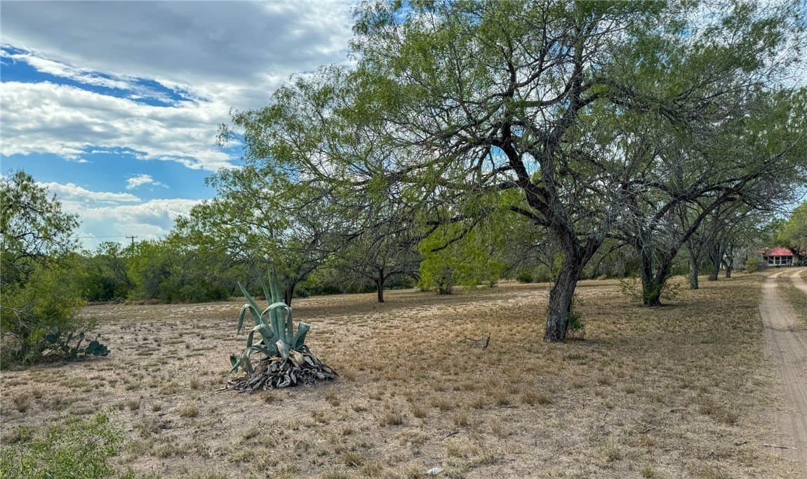 10 acres in Live Oak County gallery image 3