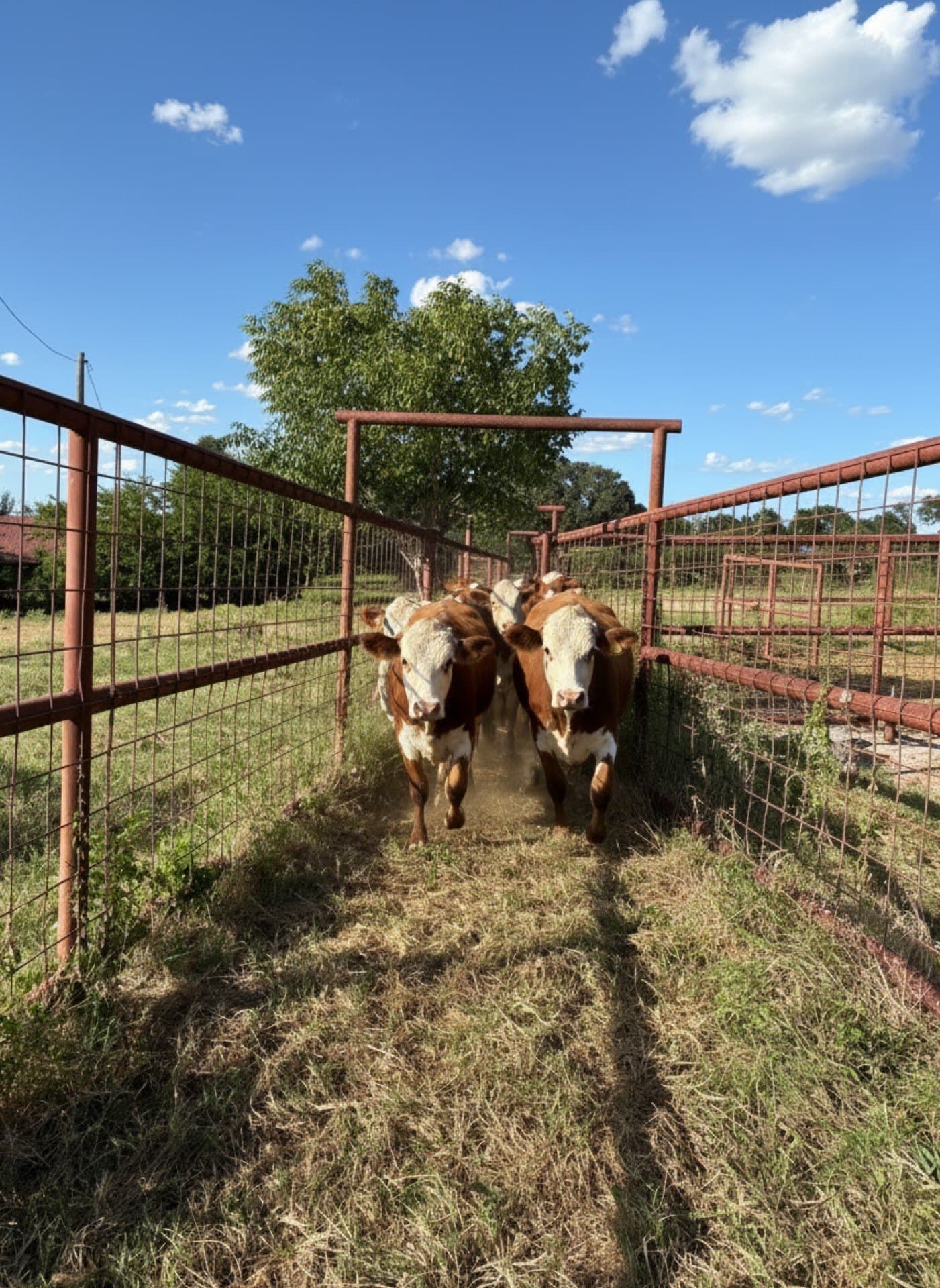 12.37 acres in Falls County - photo 8
