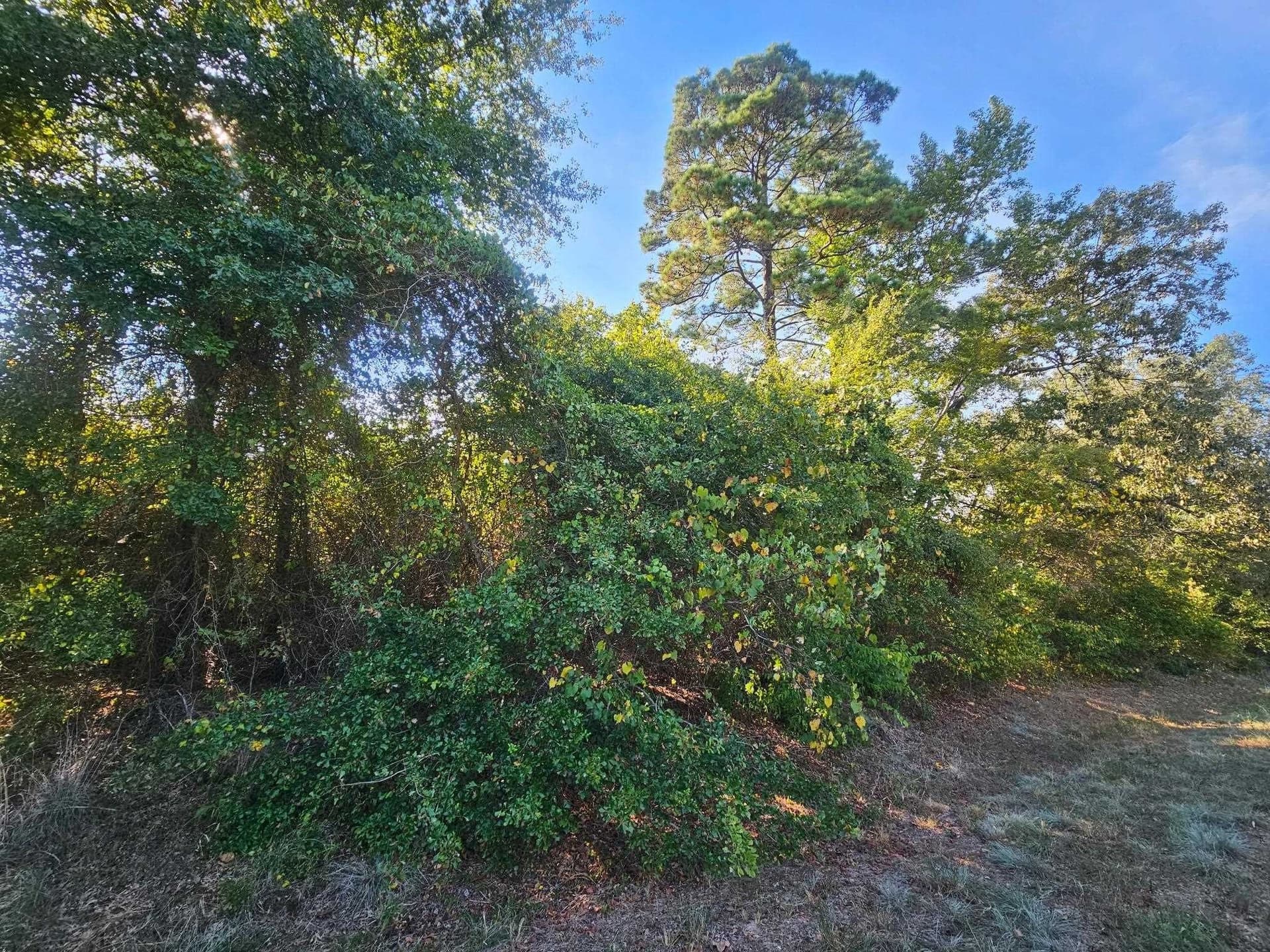 14.84 acres in Texas County - photo 5