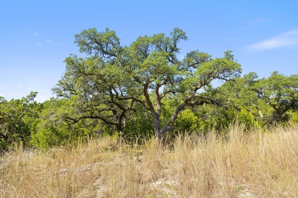 14.23 acres in Blanco County - photo 15