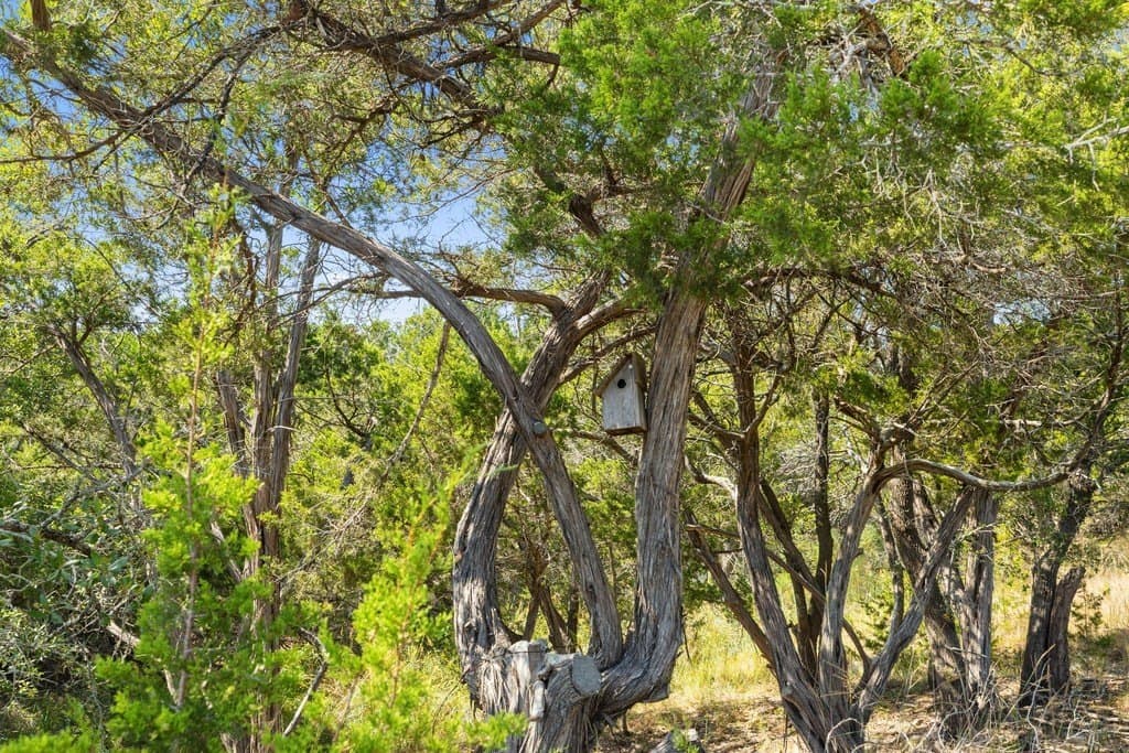 14.23 acres in Blanco County - photo 24