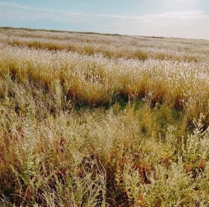 10.01 acres in Lubbock County gallery image 4