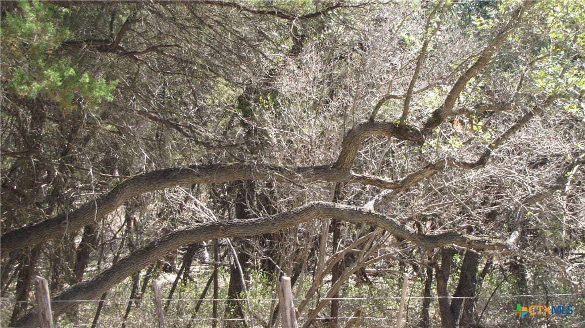 1.39 acres in Comal County gallery image 4